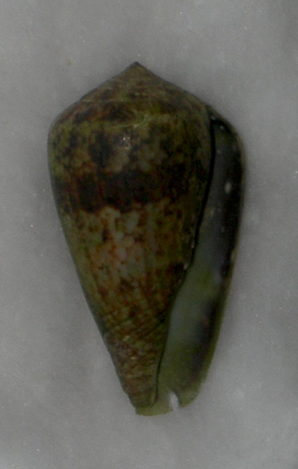 conus guancha